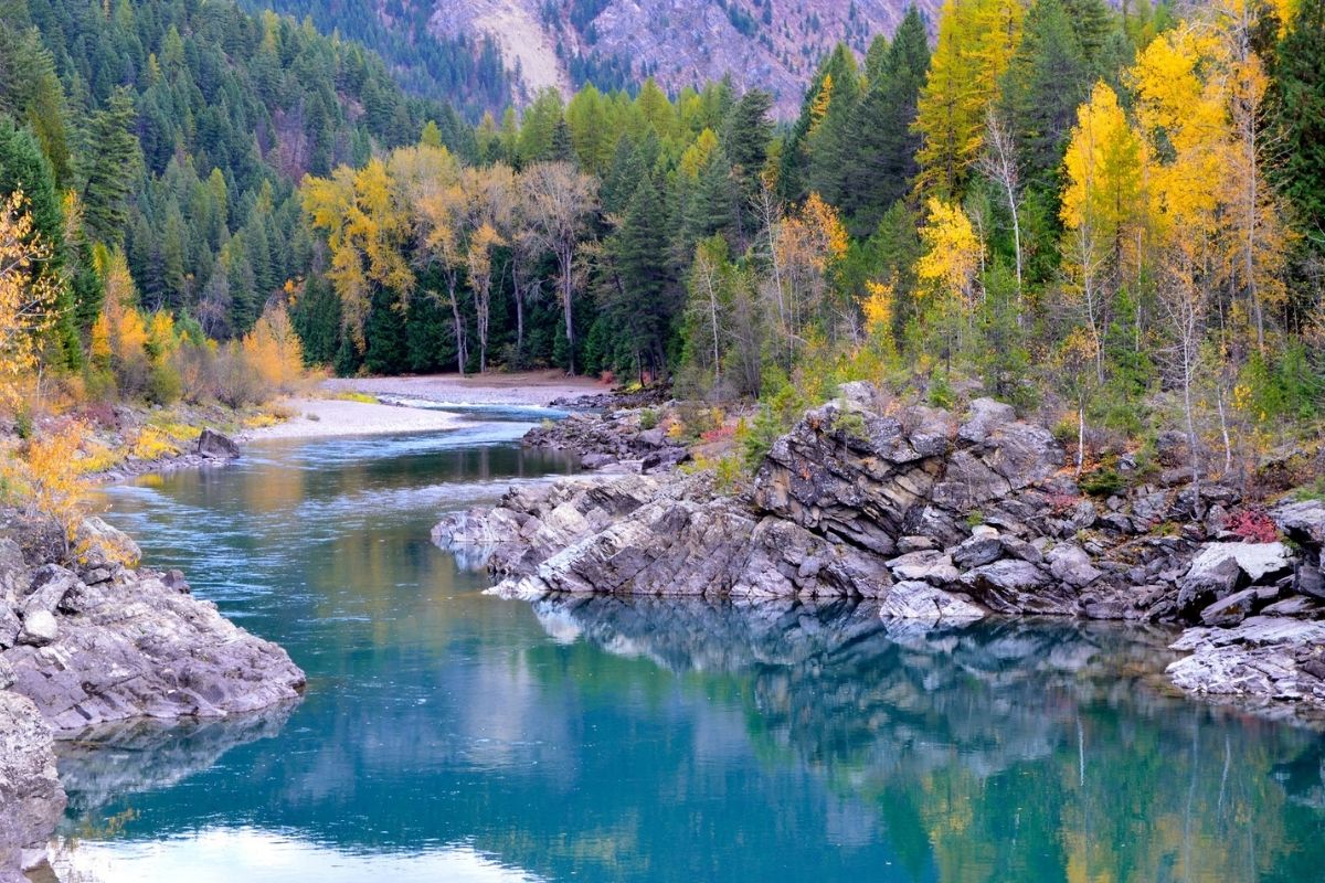 Middle Fork of the Flathead River at the old West Glacier Bridge with autumn leaves